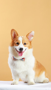 Corgi lost a fight and died