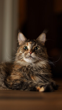 What are the reasons why pet cats are picky eaters 5