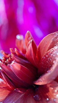 Heart like autumn water beauty like white dew 2