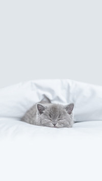 猫咪避暑的小妙招