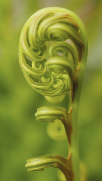 Geometry in Plants 8