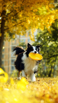 Why do dogs get on top of frisbees