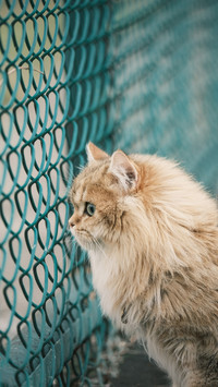 Cat Safety Summer Guide 4