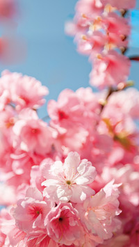 Try vertical composition when shooting flowers in spring