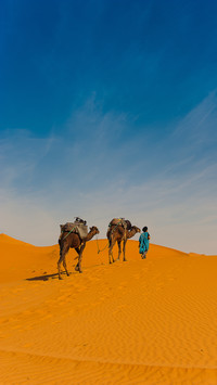 Desert camel-03