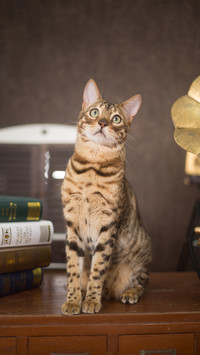 A cat in a retro background