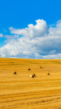 Harvested bales of straw in field at sunny summer day