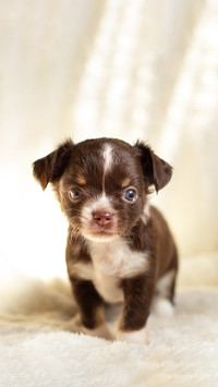 Cute little puppy looking at the camera on a furry chair
