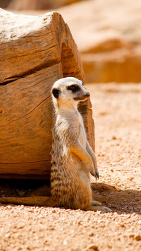 The most dedicated sentinel in the animal kingdom