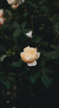 Nature HD - 2020-06-02T130104.606