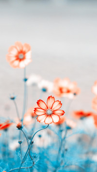 幸福之花