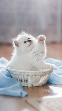 猫咪驾到-拍信图库