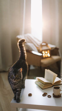 猫咪驾到-拍信图库