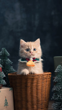 A Cat Sitting in A Basket by some Christmas Trees