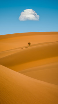 Introduction to domestic desert 35
