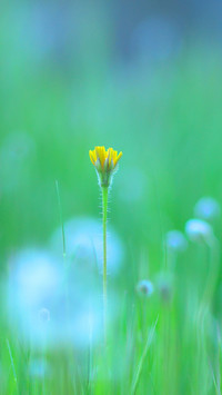 二十四节气之夏至