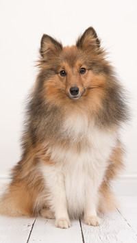 阳光的喜乐蒂牧羊犬