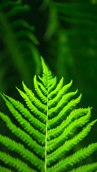 Fresh Green Leaf Wallpaper