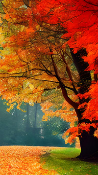Autumn has arrived