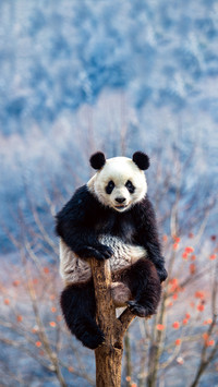 China will release captive pandas to nature