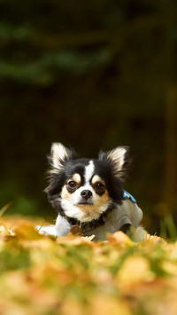 Chihuahuas in the autumn nature taken