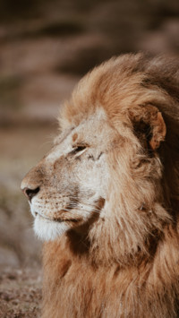 King of the Jungle B2 (4)