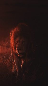 King of the Jungle B2 (6)