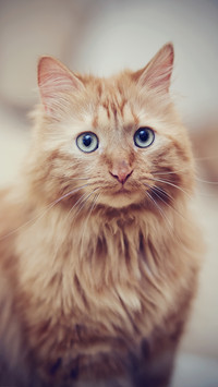 呵护猫咪的眼睛