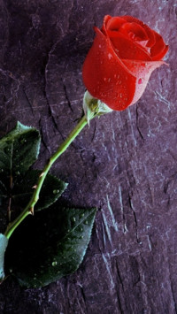 雨滴玫瑰