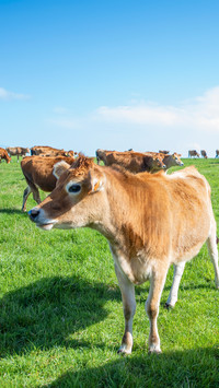 Cattle on australian pastoral pastures