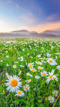 Colorful Flower Field