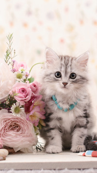 A kitten wearing a turquoise necklace