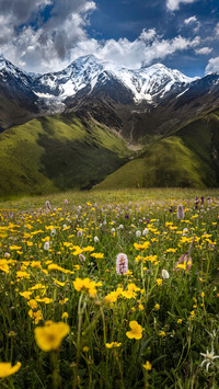 Wildflowers under the snow capped mountains