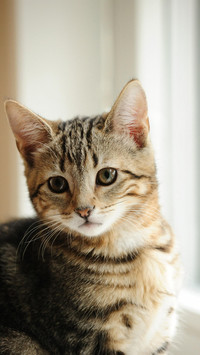 猫咪脱毛原因千万种
