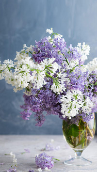 你说你最爱丁香花