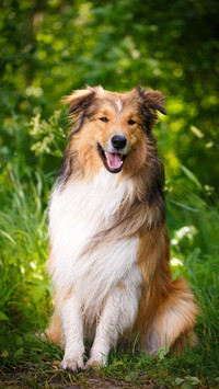 牧羊犬为什么会牧羊