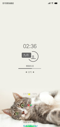懒猫生活
