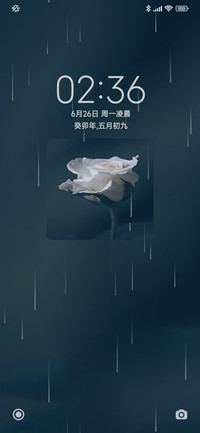 玫瑰花开