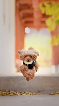 What to do if a dog makes a mistake