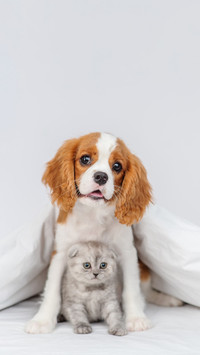 猫咪和狗狗谁的智商高