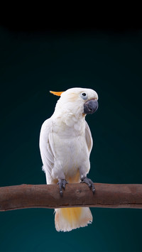 Cacatua sulphurea citrinocristata Psittacidae parrots