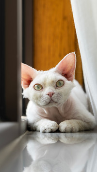 White german cat