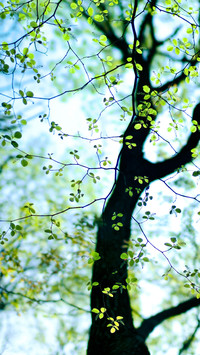 Sprouts