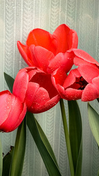 Tulips under the curtain