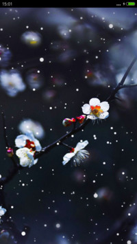 雪中梅