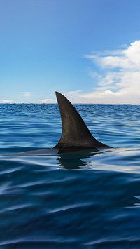 Inventory of ten famous sharks