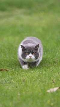 Is the cat dirty