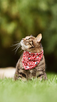 猫猫为啥总爱揣手手