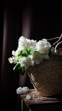 White Lilac bouquet in basket against dark background