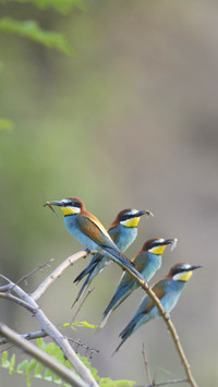 European Bee Eater 68